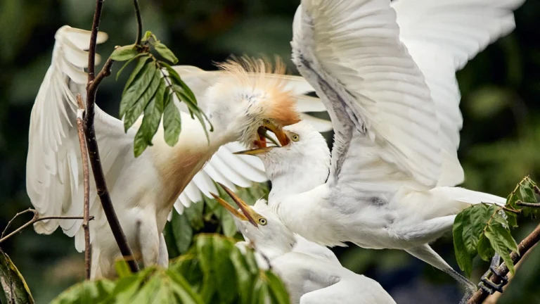 White cattle egrets perched on a tree branch.