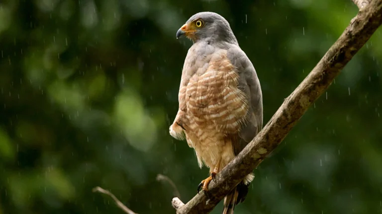 Road hawk common to Costa rIca, perched on a branch in the pouring rain.