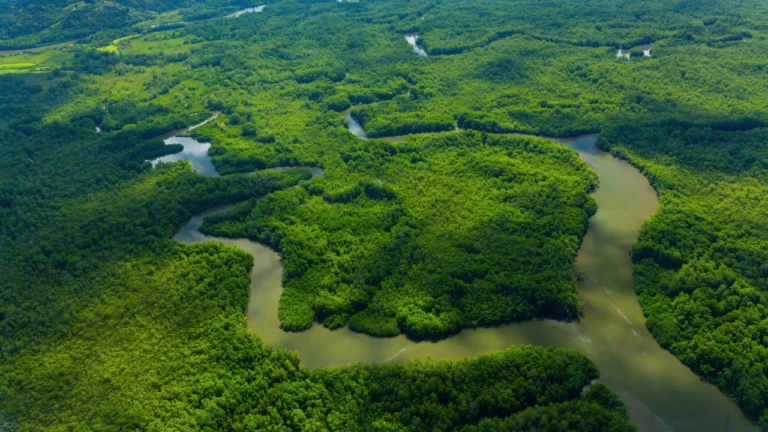 The sierpe river winds through the jungle of Costa Rica.