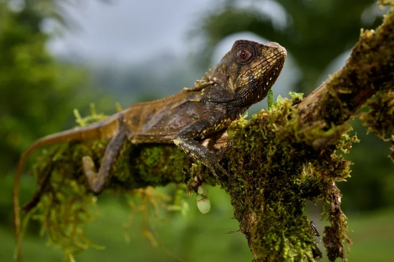 Smooth helmeted lizard perched on a moss-covered branch in a jungle.