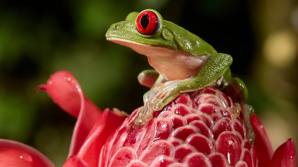 A Costa Rican red eyed tree frog rests on a ginger flower.