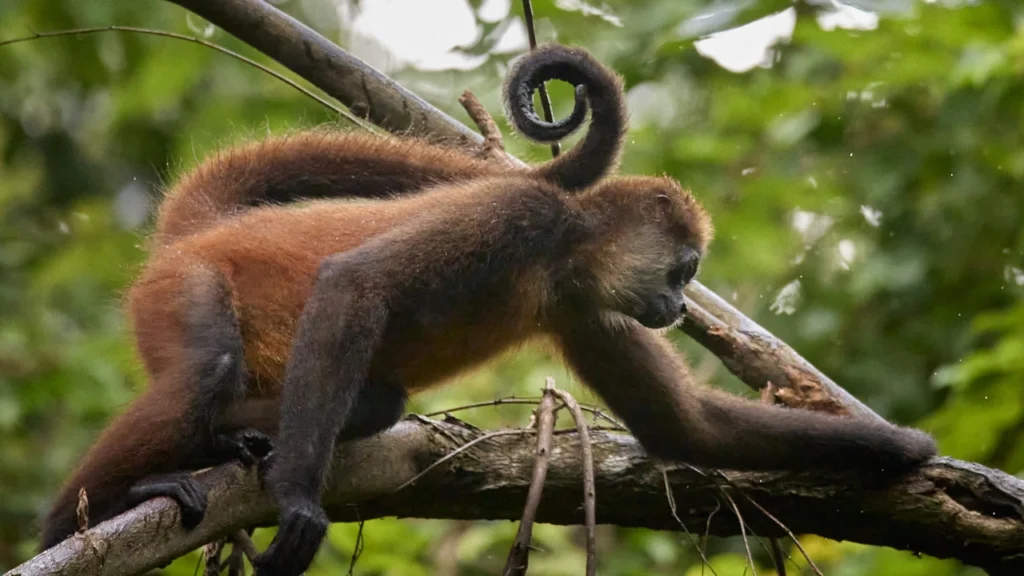 A red spider monkey moves from tree-to-tree in the deep jungle of Costa Rica.