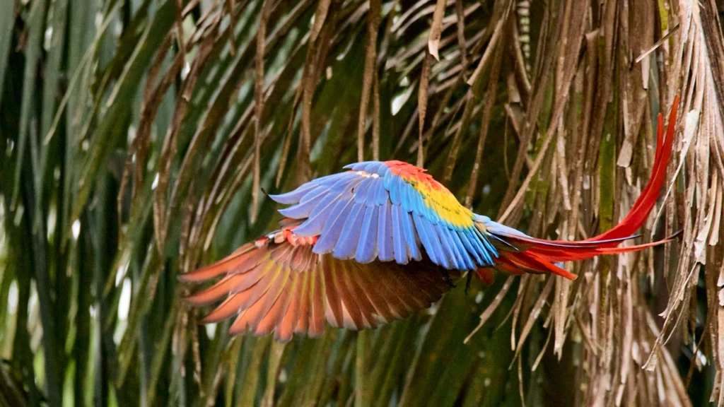 A colorful scarlet macaw glides through palm trees.