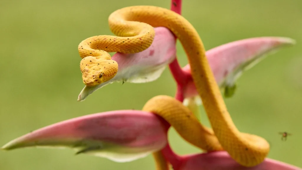 Yellow eyelash viper coiled on top of a pink heleconia flower.