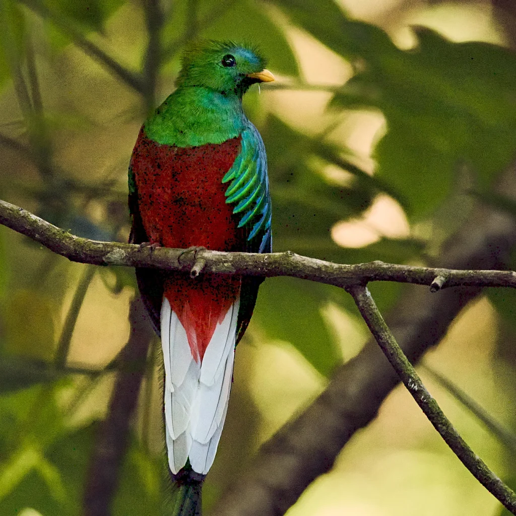 A resplendent quetzal in San Gerardo De Dota.