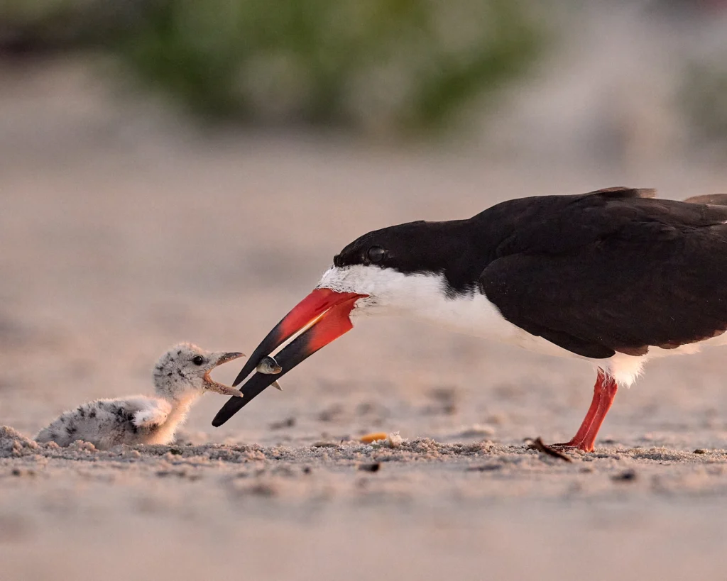 A Black Skimmer feed her chick with a foraged fish on Nickerson Beach, Long Island, New York.