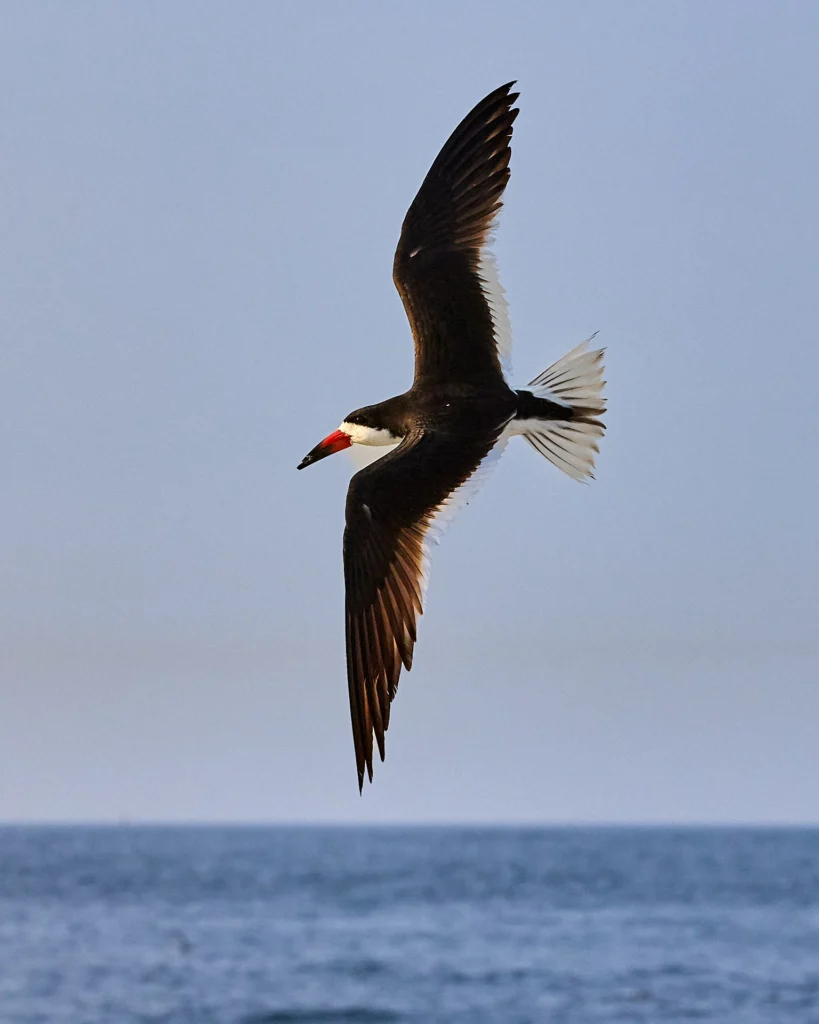 A Black Skimmer flys above the shoreline at Nickerson Beach, Long Island, New York.