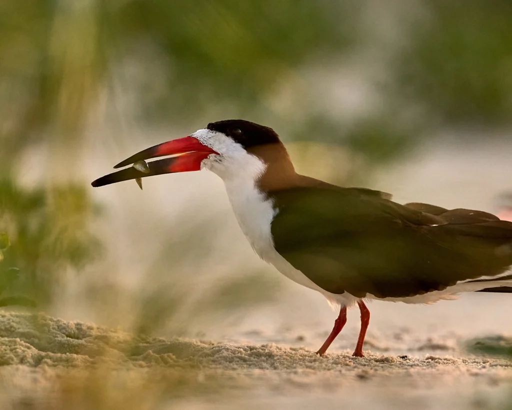 A Black Skimmer forages for fish on Nickerson Beach, Long Island, New York.