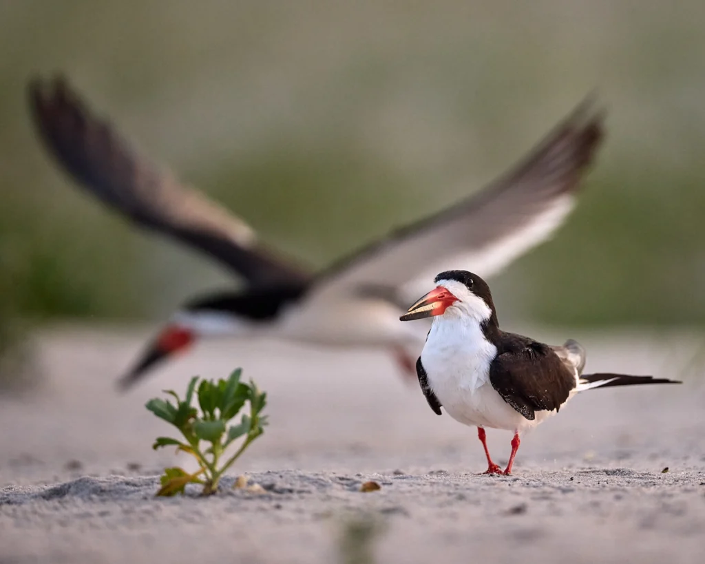 Black Skimmers on Nickerson Beach, Long Island, New York.