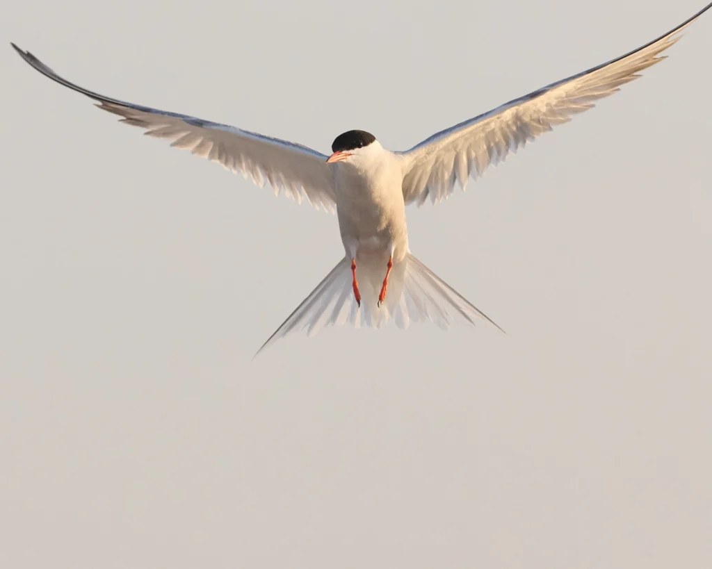 A Common Tern hovers above Nickerson Beach, in Long Island, New York.