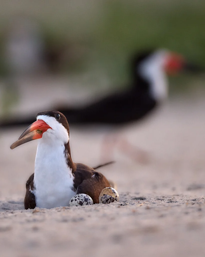 A Black Skimmer guards her eggs on Nickerson Beach in LongIsland, New York.