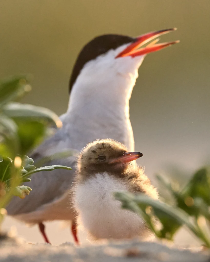 A female Common Tern guards her chick at Nickerson Beach, LongIsland, New York.