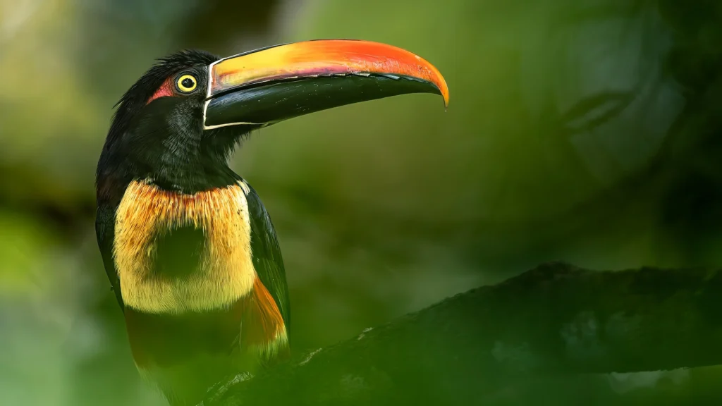 Taken during a Costa Rican wildlife photography workshop, a fiery billed Aracari surveys the rainforest.