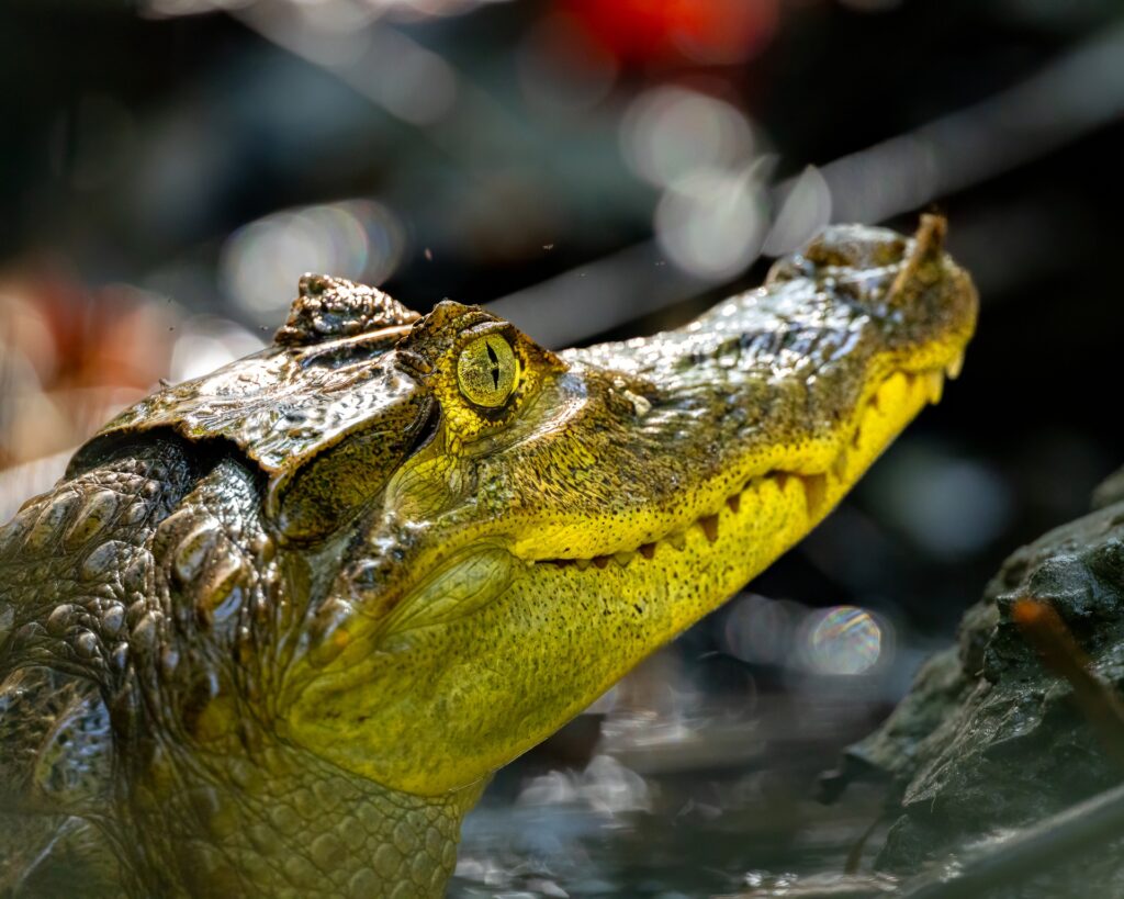 A cayman waits for prey in the mangroves of the Sierpe River in Costa Rica.