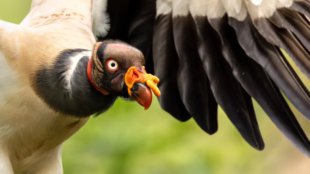 A King Vulture in flight.