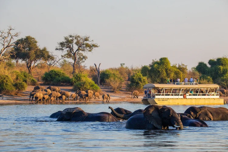 A boat cruises along the Chobe River, where herds of elephants cool off in the water.