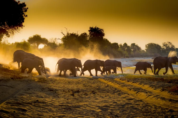 Chobe-Game Drive-Scenes