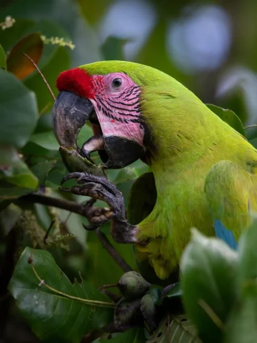 A Costa Rican Green Macaw eats fruit.