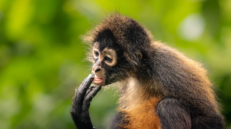 Howler-Monkey-Tasting