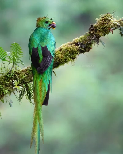 Resplendent Quetzal eats an avocado.