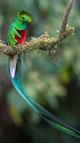 Resplendent Quetzal in San Gerardo Cloud Forest