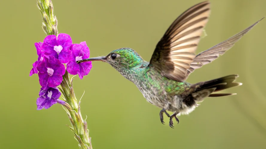 A rufous-tailed hummingbird sips nector in a Costa Rican garden.