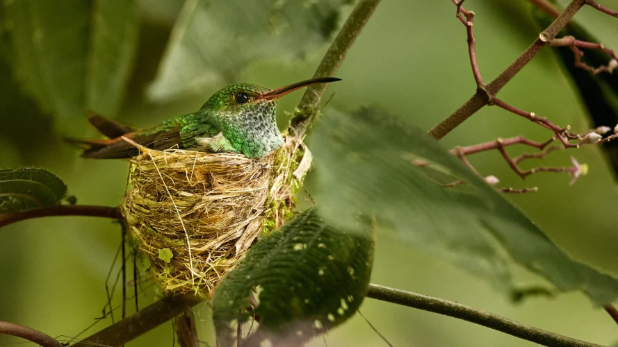 hummingbird-nest