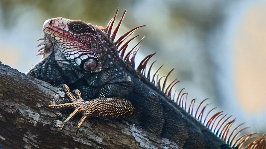 iguana-sierpe-river