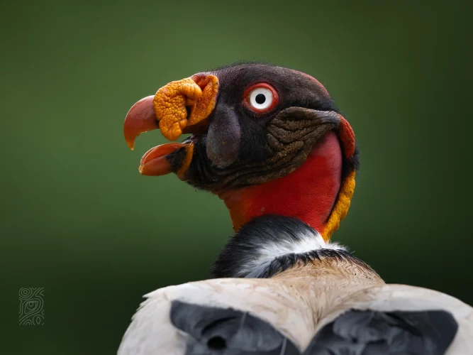 Extreme close up of a King Vulture.